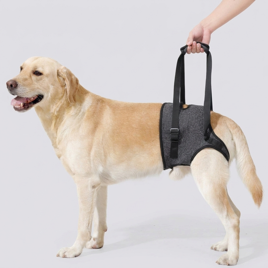 Labrador con imbracatura di sollevamento posteriore Da Leonardo