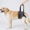 Golden Retriever sostenuto con imbracatura per cani